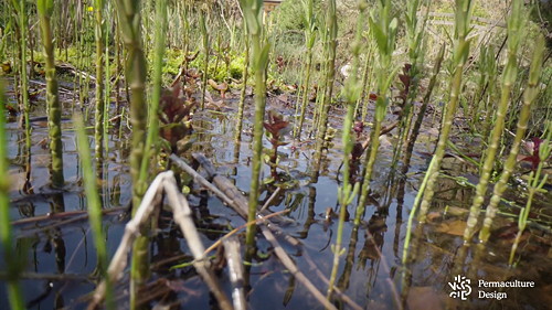 Plante dans bassin naturel.