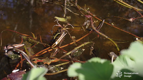 Plantes aquatiques et limnées des eaux stagnantes.