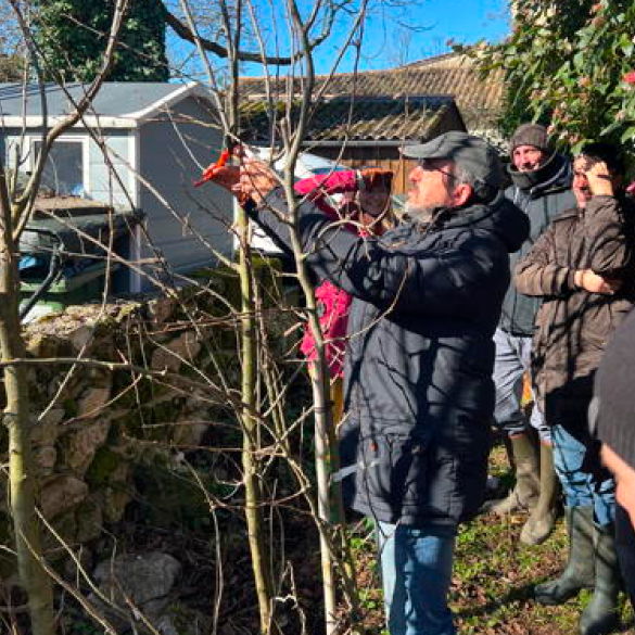 Taille d'un arbre fruitier lors d'une formation sur comment créer son verger naturel.