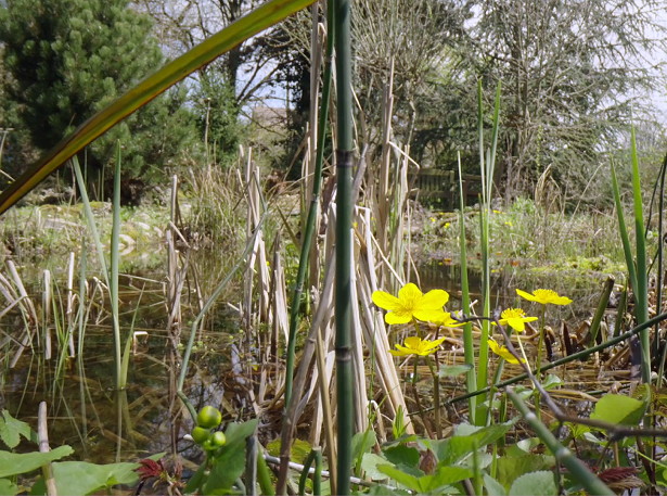 Formation crer une mare naturelle en permaculture