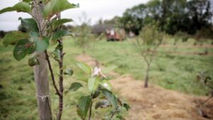 Le verger naturel en permaculture