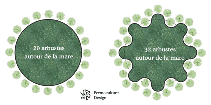 L'effet de bordure sur une mare en permaculture.