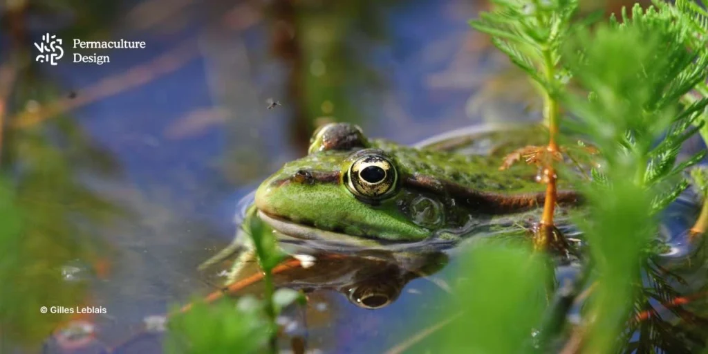 Grenouille verte dans une mare naturelle avec moustique en vol