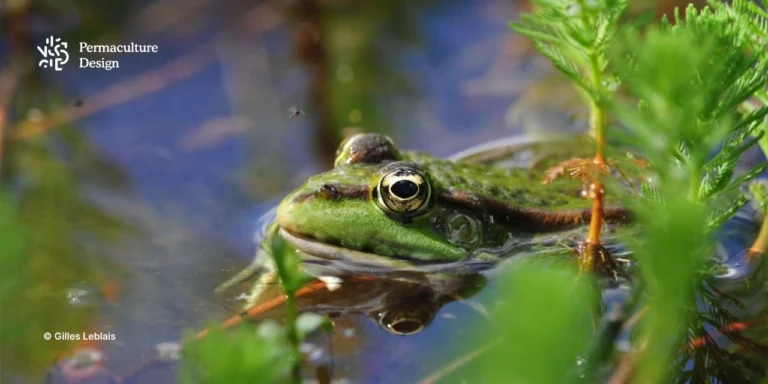 Grenouille verte dans une mare naturelle avec moustique en vol