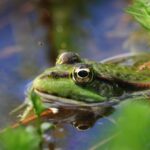 Grenouille verte dans une mare naturelle avec moustique en vol