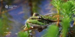 Grenouille verte dans une mare naturelle avec moustique en vol
