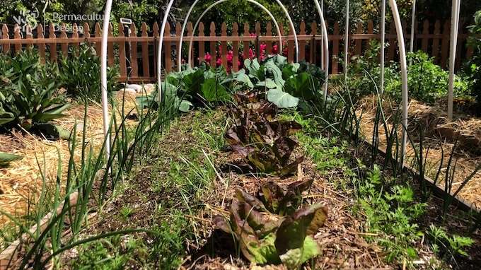 Platebande d'un jardin potager en permaculture avec oignons, carottes, salade, réalisée selon la formation potager de Permaculture Design.