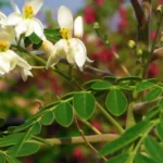 Plante permaculture Moringa oleifera.