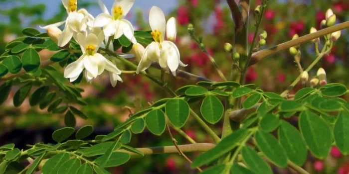 Plante permaculture Moringa oleifera.