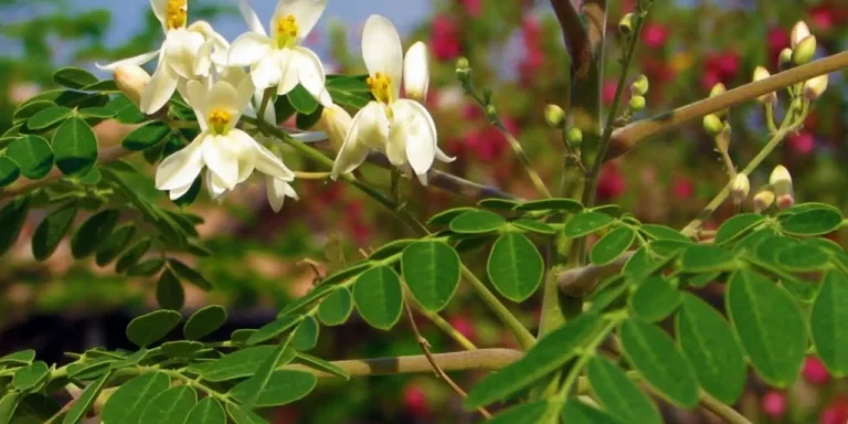 Plante permaculture Moringa oleifera.
