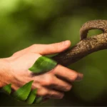 Avec les principes de permaculture, collaborez avec la nature !