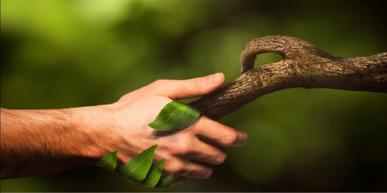Avec les principes de permaculture, collaborez avec la nature !