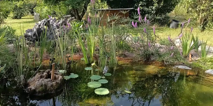 Réalisation d’une piscine naturelle avec zone de régénération intégrée