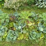 Légumes au potager en permaculture.