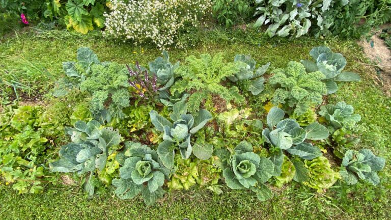 Légumes au potager en permaculture.
