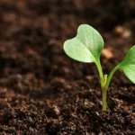 Jeune pousse de brassicacée dans un sol fertile