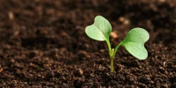 Jeune pousse de brassicacée dans un sol fertile