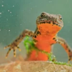 Batracien, triton alpestre dans une mare naturelle en permaculture.
