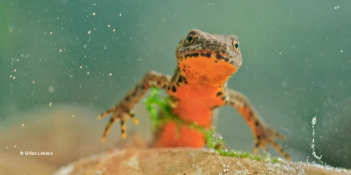 Batracien, triton alpestre dans une mare naturelle en permaculture.