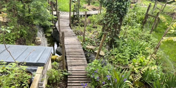 Chemin surélevé au-dessus de l'eau dans un jardin en permaculture verdoyant et fleuri.