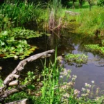Jolie mare naturelle dans jardin en permaculture