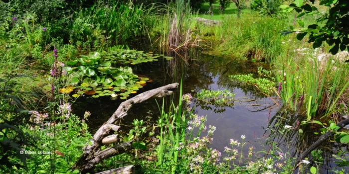 Jolie mare naturelle dans jardin en permaculture