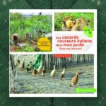 Couverture du livre Des canards coureurs indiens dans mon jardin - Stop aux limaces ! de Sylvie La Spina, Éditions Terre Vivante