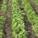 Légumes dans ferme en maraîchage agroécologique.