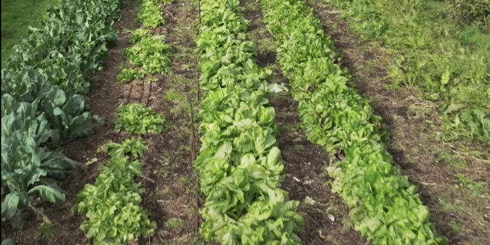 Légumes dans ferme en maraîchage agroécologique.