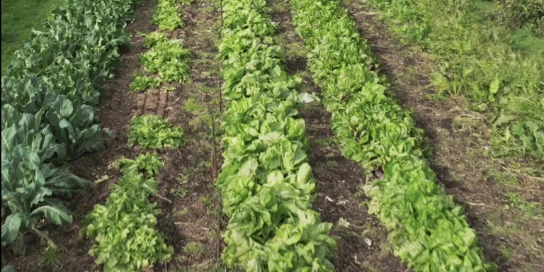 Légumes dans ferme en maraîchage agroécologique.