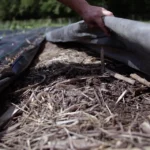 Bâches dans une ferme en maraîchage sur sol vivant.