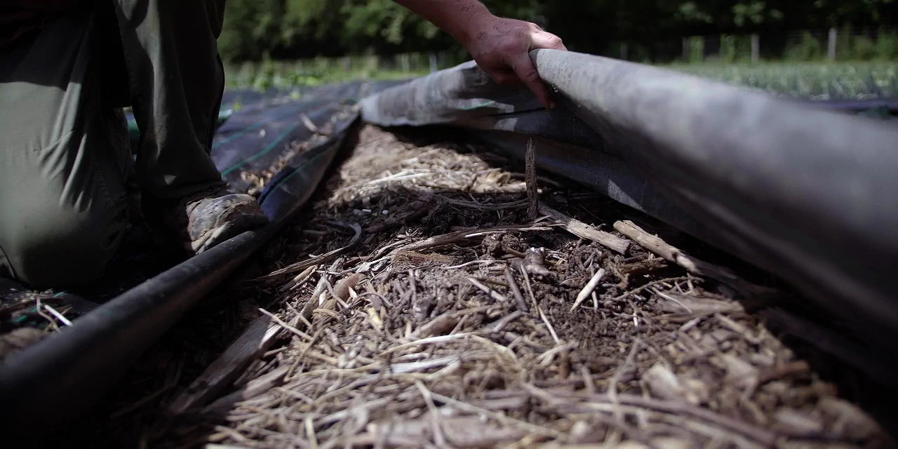 Maraîchage sur sol vivant : méthode, avantages et retour terrain