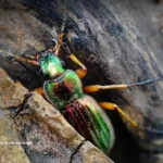 Le carabe doré est un prédateur des limaces et escargots.