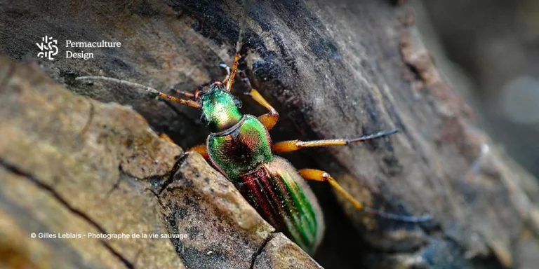 Le carabe doré est un prédateur des limaces et escargots.