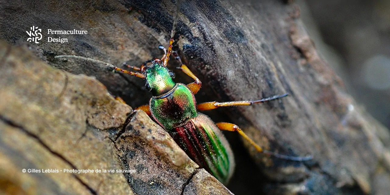 Découvrez les prédateurs naturels des limaces & escargots