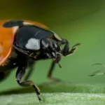 La coccinelle est un prédateur des pucerons.