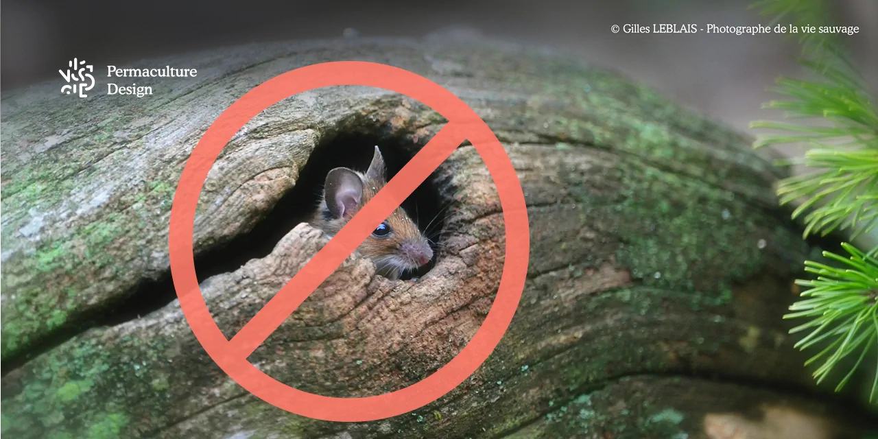 Découvrez les prédateurs naturels des mulots et campagnols !