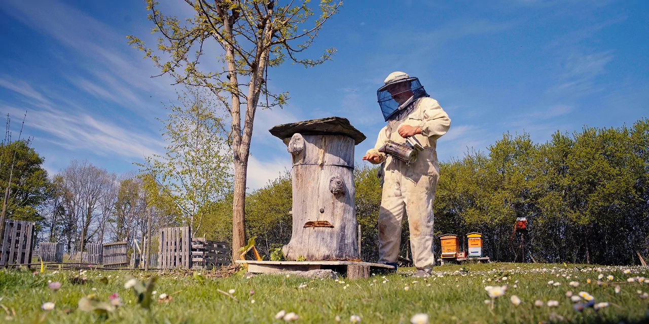Ruche tronc : une solution durable et naturelle pour vos abeilles