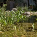 Plantes aquatiques dans une mare naturelle.
