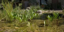 Plantes aquatiques dans une mare naturelle.