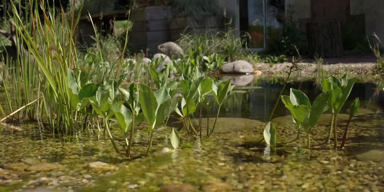 Créer une mare naturelle : la clé d’un jardin vivant