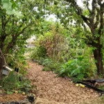 Associations de plantes dans un jardin-forêt.