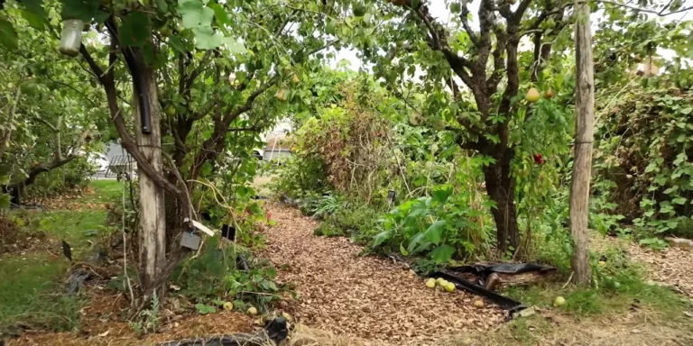 Associations de plantes dans un jardin-forêt.