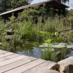 Mare naturelle avec un ponton et des plantes aquatiques.