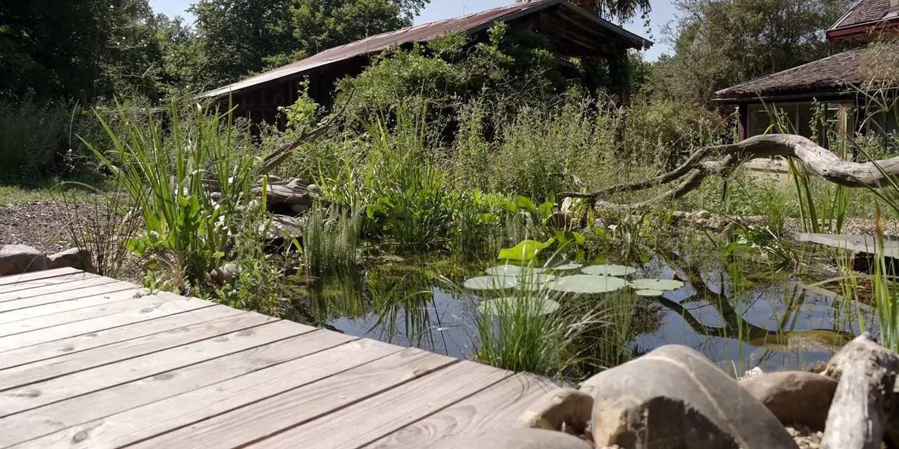 Mare naturelle avec un ponton et des plantes aquatiques.