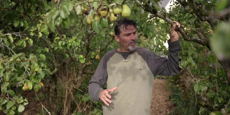 Franck Nathié sous un poirier dans un jardin forêt.