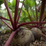 Le potager dans un jardin-forêt