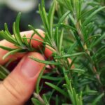 De l’intérêt de planter sa pharmacie naturelle.