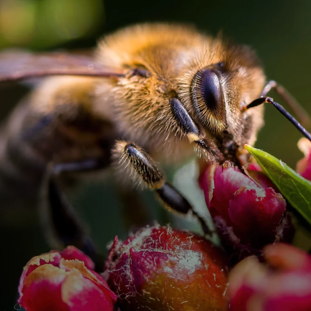 Formation haie des abeilles permaculture - Créer haie mellifère pollinisateurs