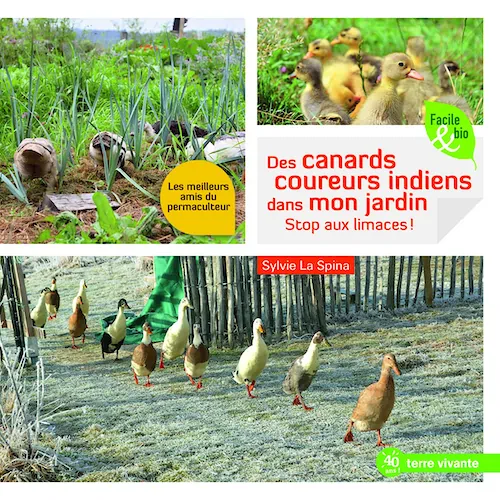 Des canards coureurs indiens dans mon jardin